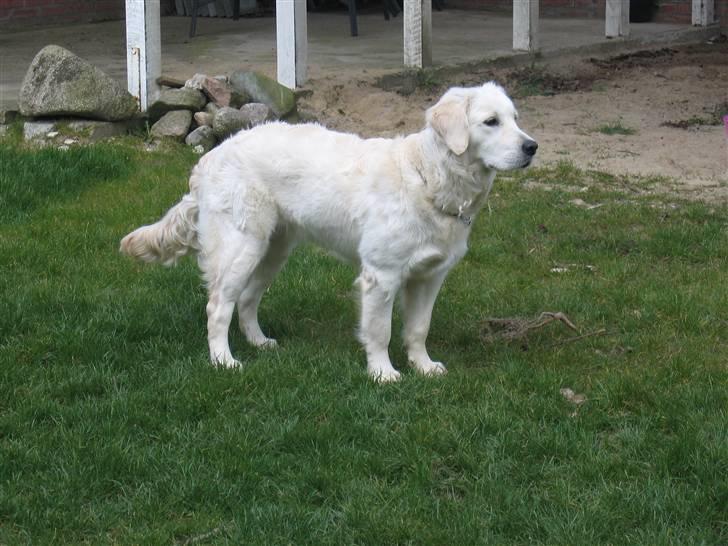 Golden retriever Gaia - er hun ikke flot billede 6