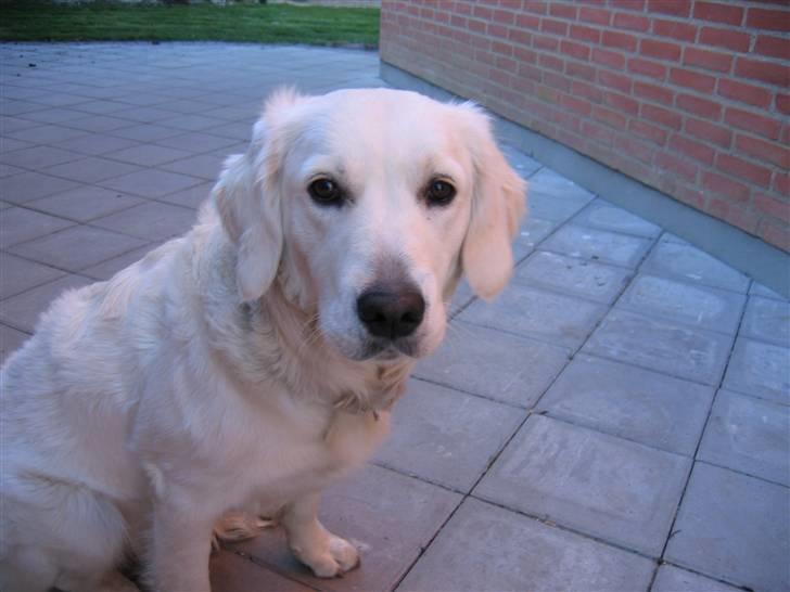 Golden retriever Gaia - hvad laver du billede 7