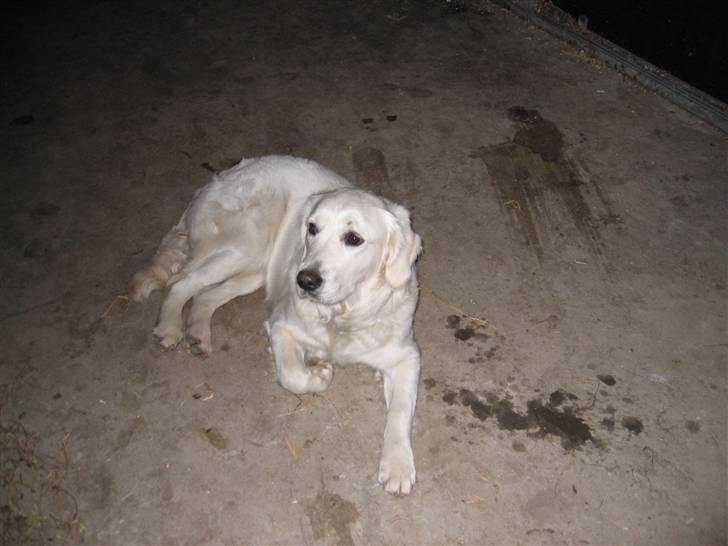 Golden retriever Gaia - jeg tag mig lige en slapper billede 8