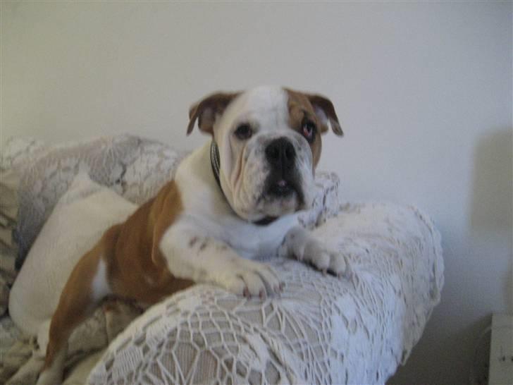 Engelsk bulldog Nanna billede 2