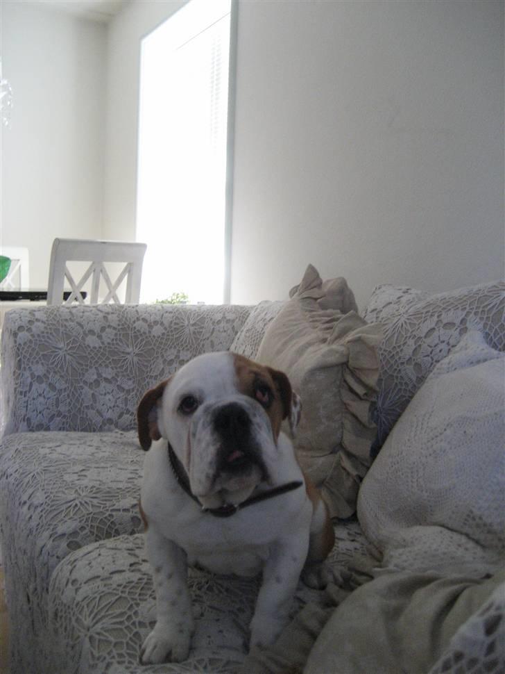 Engelsk bulldog Nanna billede 3