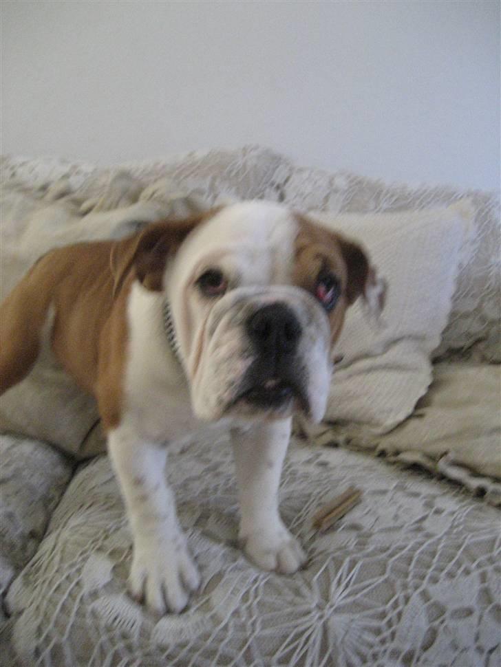 Engelsk bulldog Nanna billede 4