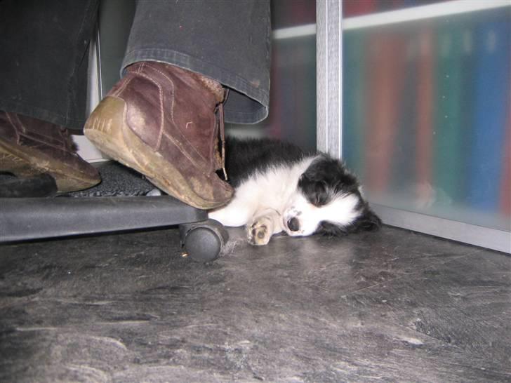 Border collie Pascha - Lige ankommet og meget træt billede 8