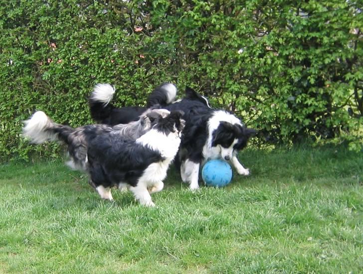 Border collie Windy - Det er MIN bold ! billede 13