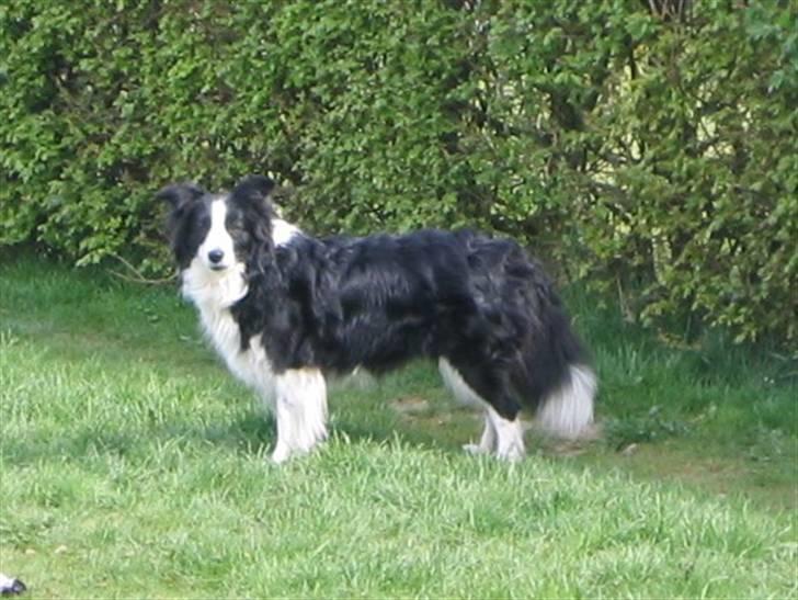 Border collie Windy - Windy 4 år billede 14