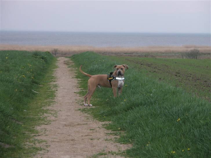 Amerikansk staffordshire terrier TYSON aka **banditten** billede 14