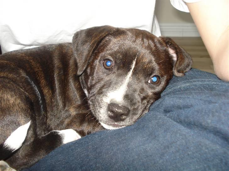 Staffordshire bull terrier Chica  (Engelsk) billede 1