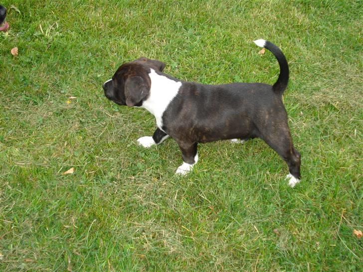 Staffordshire bull terrier Chica  (Engelsk) billede 2