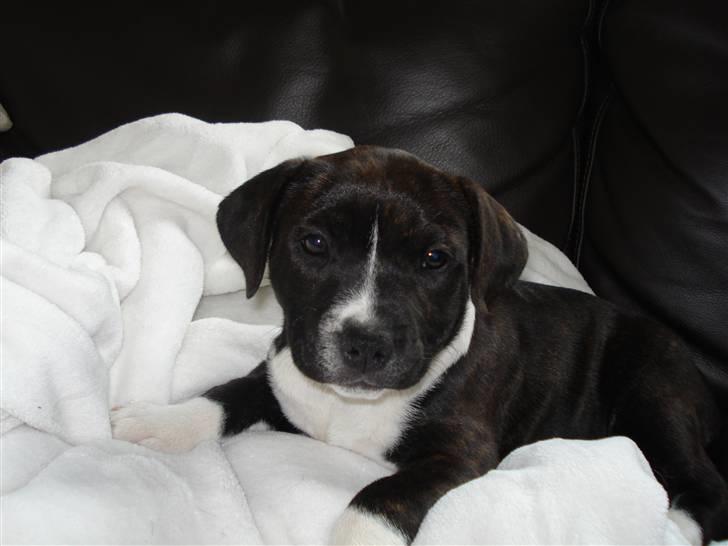 Staffordshire bull terrier Chica  (Engelsk) billede 3