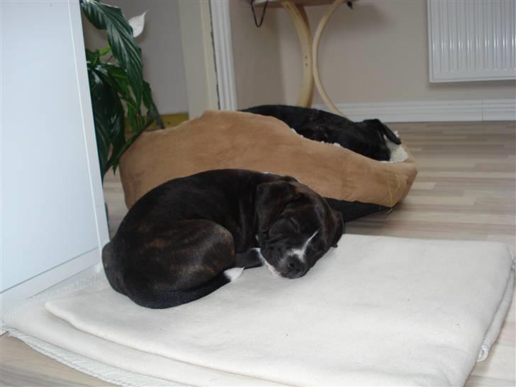 Staffordshire bull terrier Chica  (Engelsk) billede 4