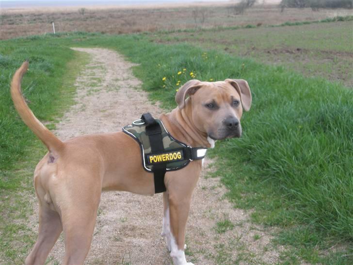 Amerikansk staffordshire terrier TYSON aka **banditten** billede 15