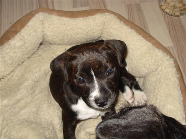 Staffordshire bull terrier Chica  (Engelsk) billede 5