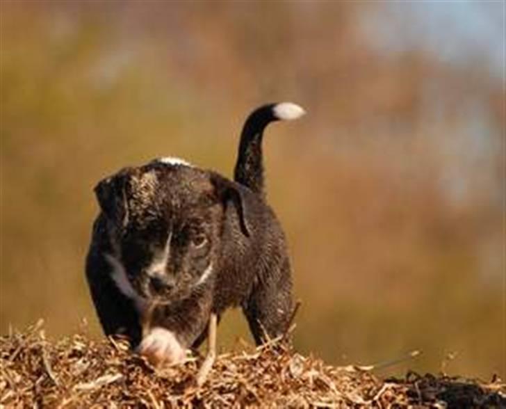 Staffordshire bull terrier Chica  (Engelsk) billede 6