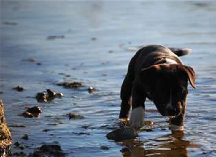 Staffordshire bull terrier Chica  (Engelsk) billede 7