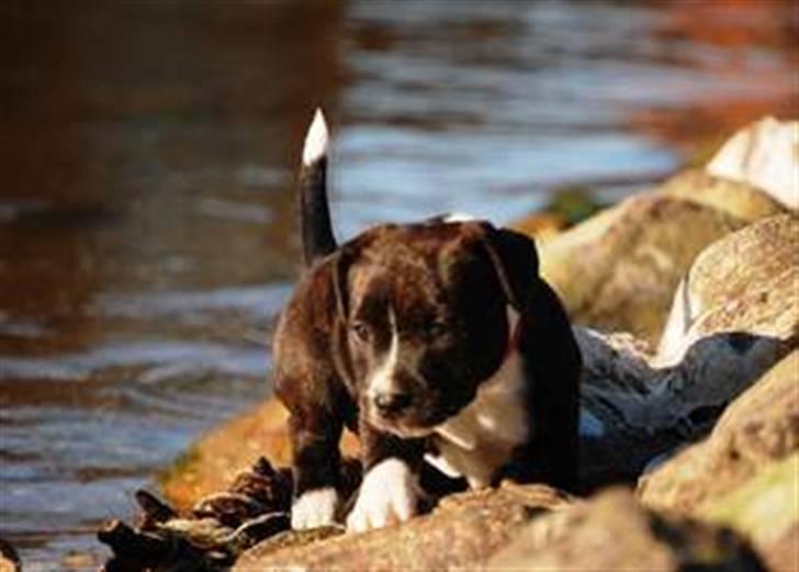 Staffordshire bull terrier Chica  (Engelsk) billede 8