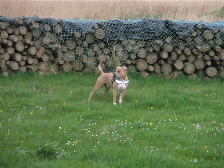 Amerikansk staffordshire terrier TYSON aka **banditten** billede 16