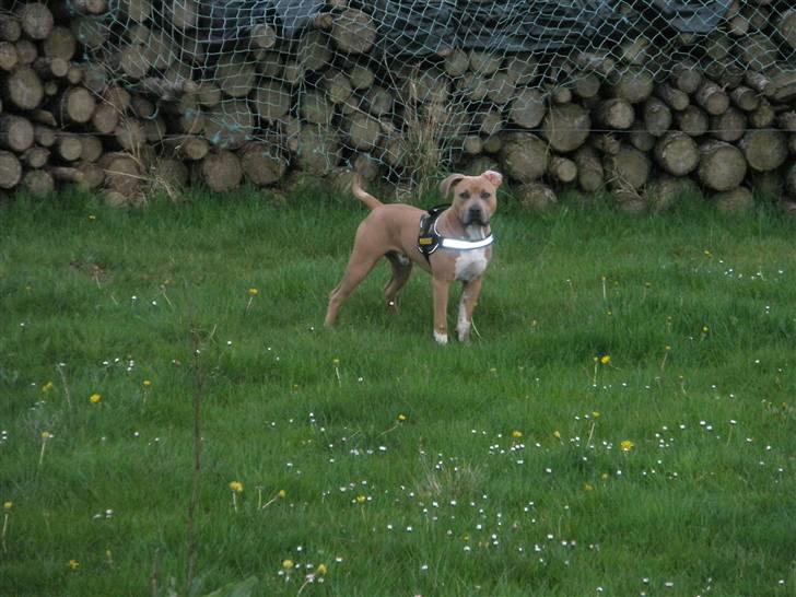 Amerikansk staffordshire terrier TYSON aka **banditten** billede 17