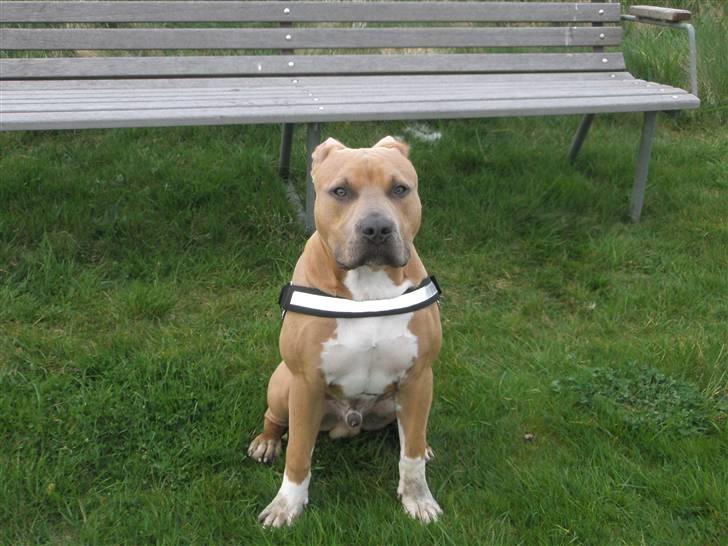 Amerikansk staffordshire terrier TYSON aka **banditten** billede 18