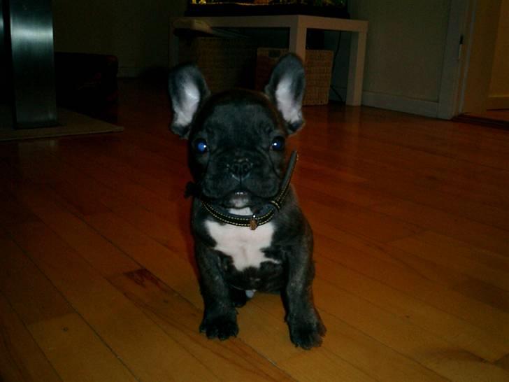 Fransk bulldog Bonzo RIP d. 7.4.10... - den første aften i sit nye hjem billede 1