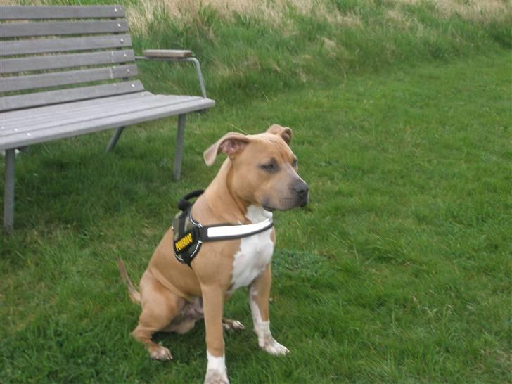 Amerikansk staffordshire terrier TYSON aka **banditten** billede 19