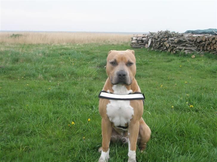 Amerikansk staffordshire terrier TYSON aka **banditten** billede 20