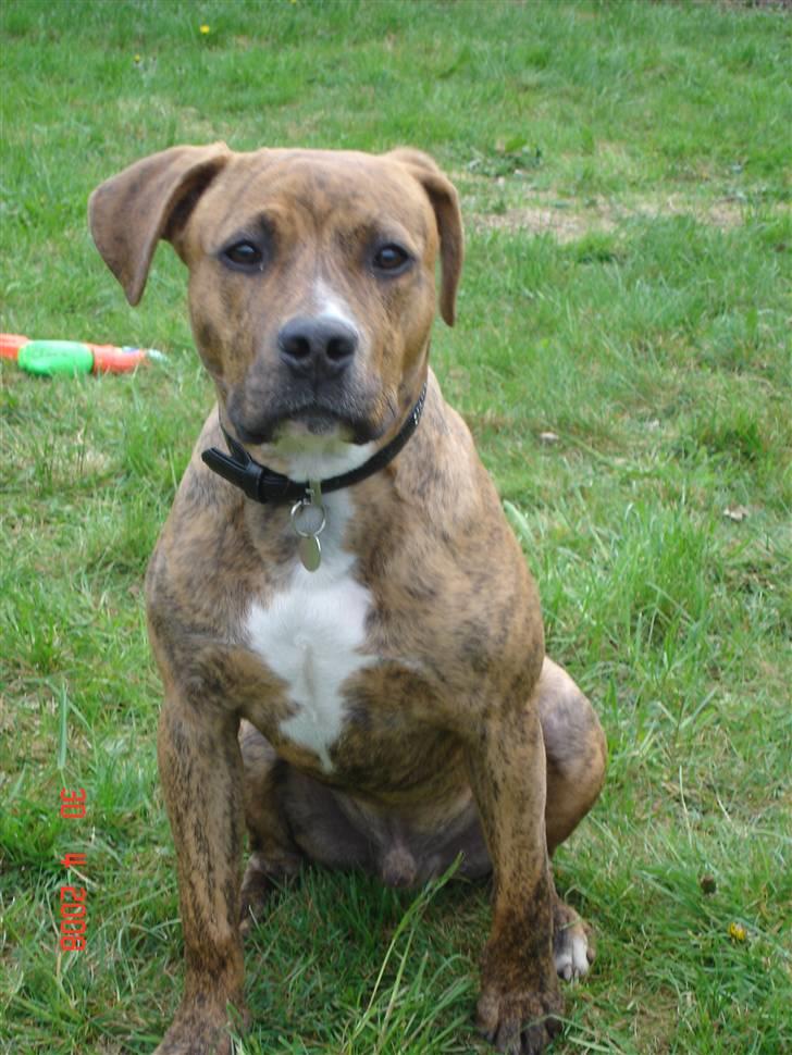 Amerikansk staffordshire terrier Terkil billede 11