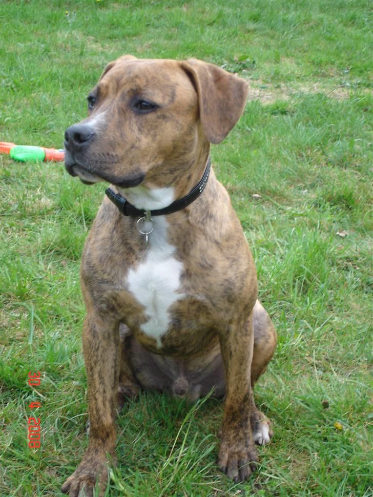Amerikansk staffordshire terrier Terkil billede 12