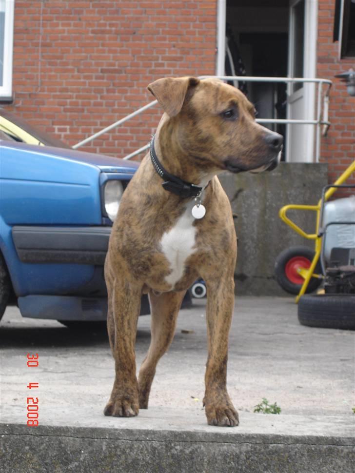 Amerikansk staffordshire terrier Terkil - Jeg holder lige vagt her... billede 13