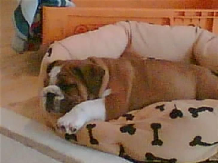 Engelsk bulldog Archie billede 2