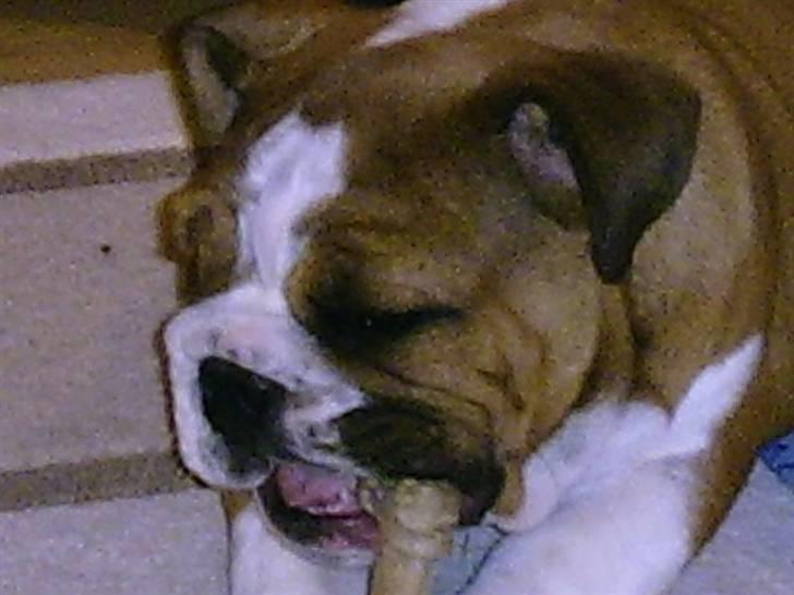 Engelsk bulldog Archie billede 3