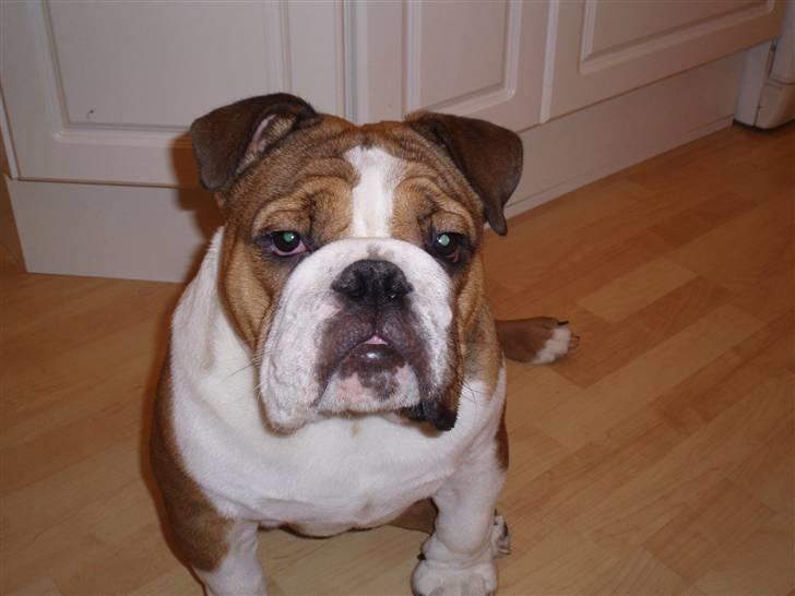 Engelsk bulldog Archie billede 4