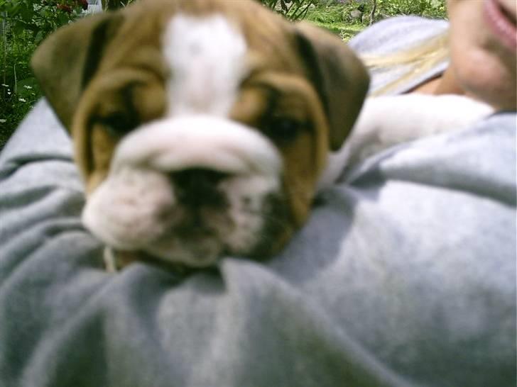 Engelsk bulldog Archie billede 5