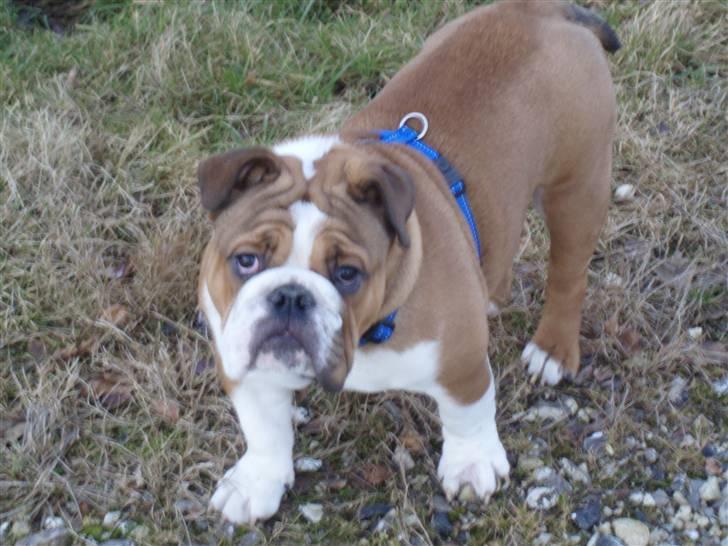Engelsk bulldog Archie billede 6
