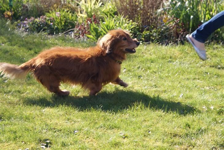 Gravhund Knud - wee :P billede 13