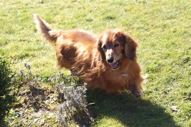 Gravhund Knud billede 14