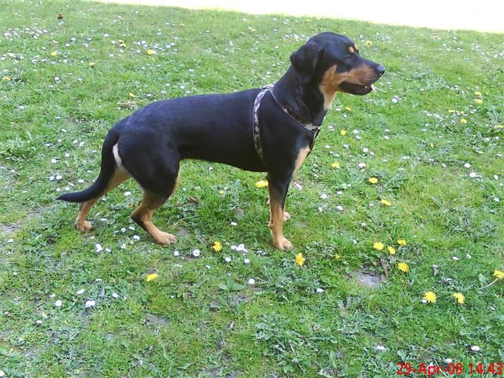 Blanding af racer Freja himmelhund billede 9