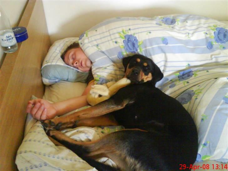 Blanding af racer Freja himmelhund - hehe mor han er min billede 10