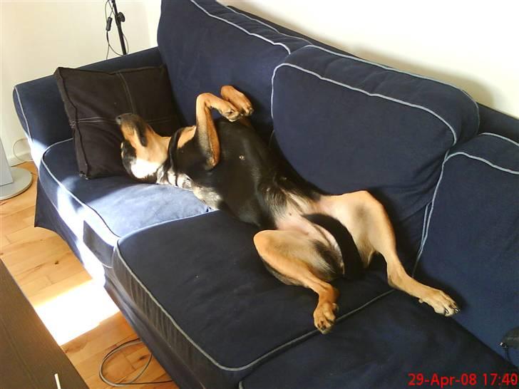 Blanding af racer Freja himmelhund - så lang kan jeg være billede 11