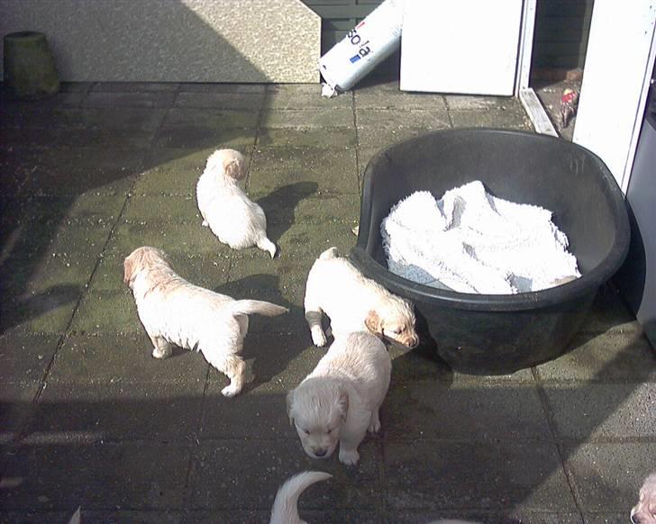 Golden retriever Gabbi billede 10