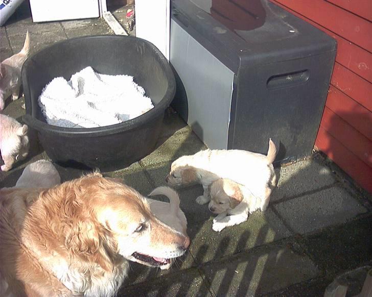 Golden retriever Gabbi billede 11