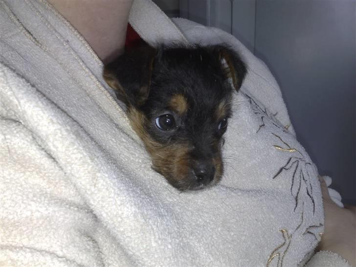 Blanding af racer Osvald - nøøøj her er dejlig varmt ;o) billede 3