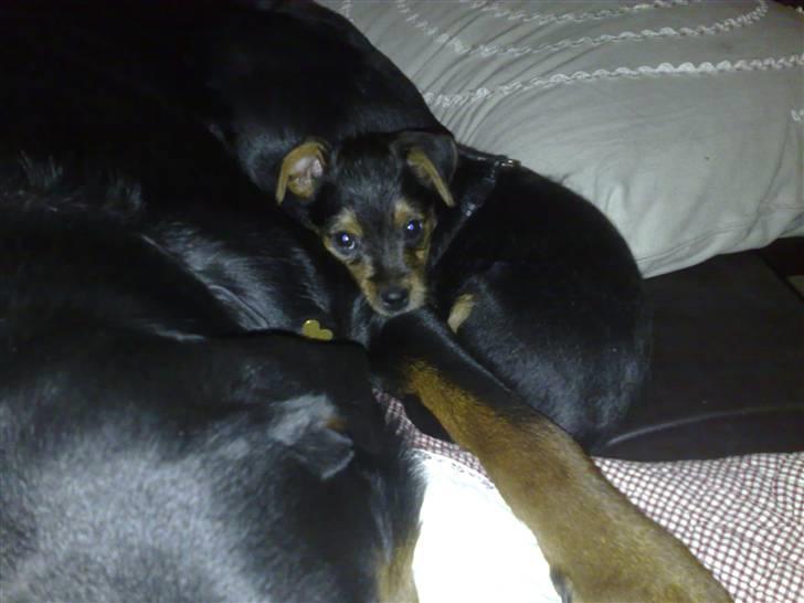 Blanding af racer Osvald - jeg putter sammen med tulle men bedsteste ven og legekammerat billede 4