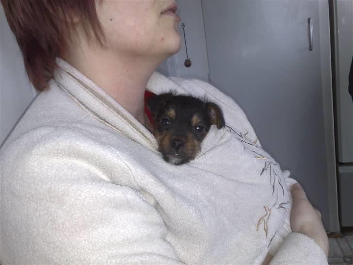 Blanding af racer Osvald - lille og elsker at hygge inden for trøjen.. billede 5