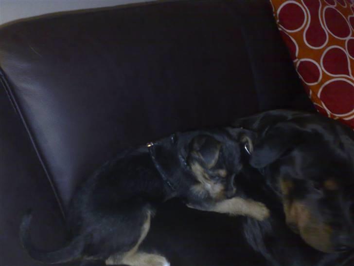 Blanding af racer Osvald - jeg elsker at kravle på Tulle og Jou-jou.. er en lille bjergged.. billede 7