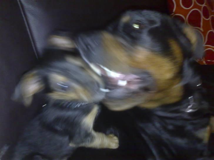 Blanding af racer Osvald - tulle er ved at "æde"mig..  :o) billede 8