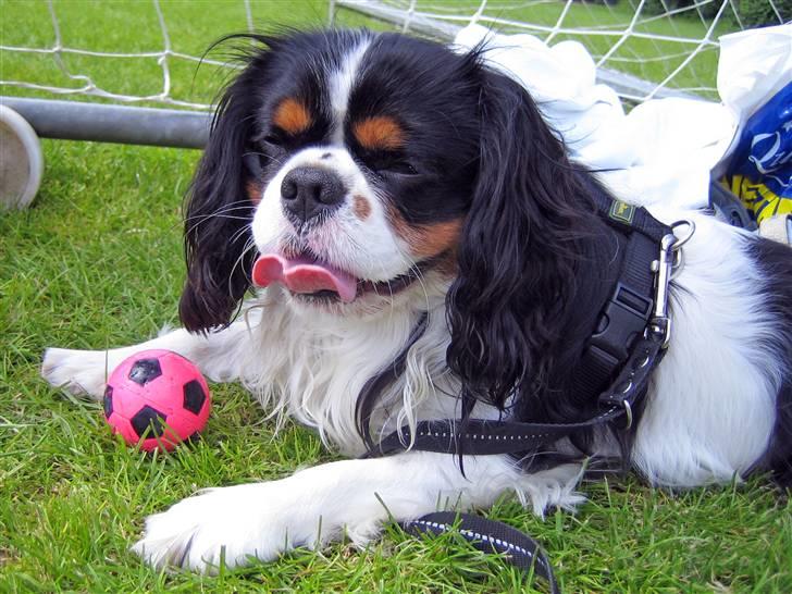 Cavalier king charles spaniel Cobra - August 2007 - Pyh ha, Cobra synes det er varmt (hvilket det også var) billede 19