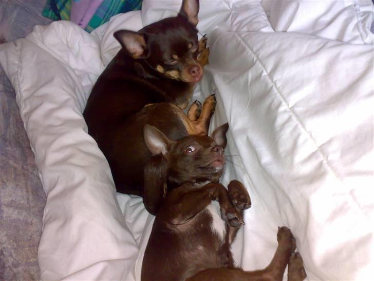 Chihuahua Lucky . - Chucky og Lucky Der putter med mor på Sofa´en ;)  billede 6