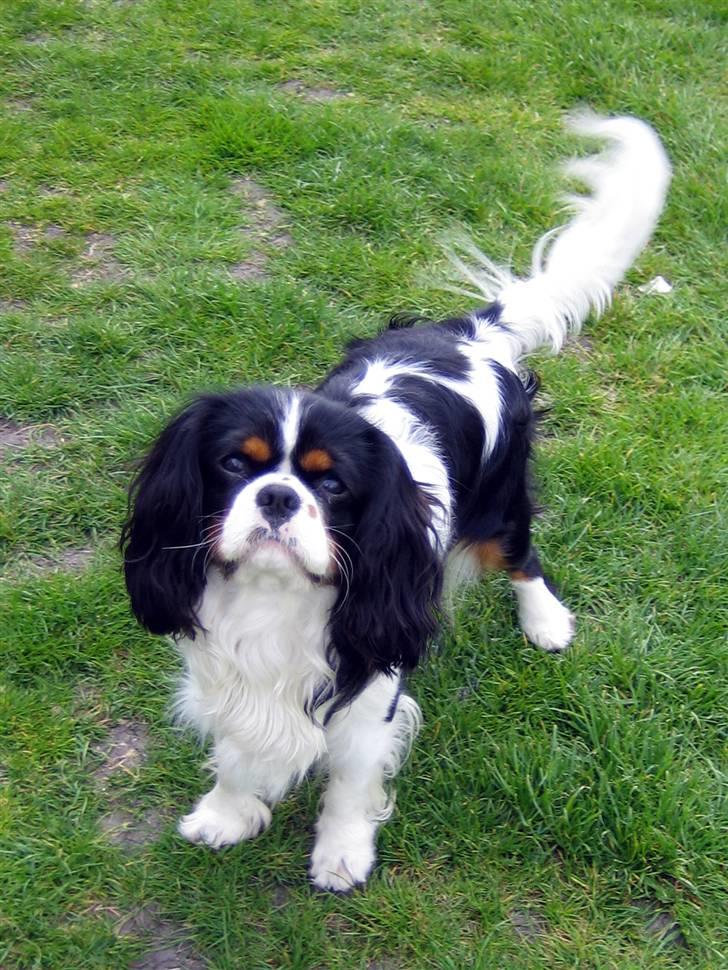 Cavalier king charles spaniel Cobra - April 2007 - Er han ikke bare skøn? billede 20