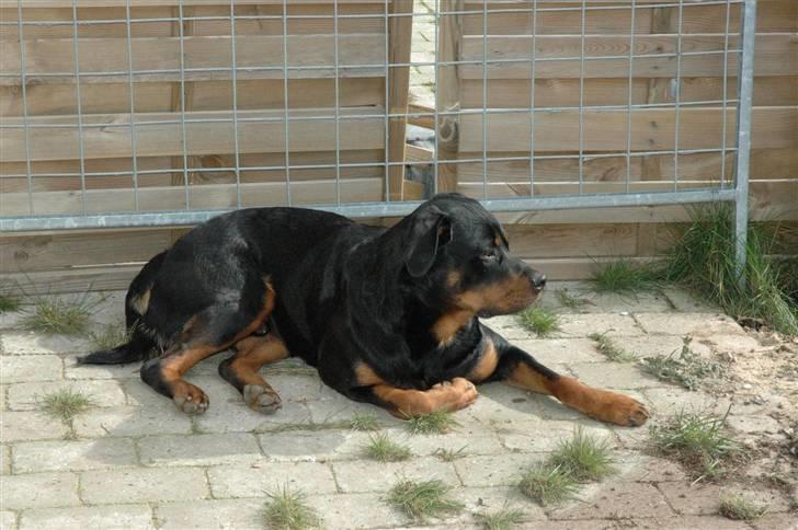 Rottweiler Alfa - Når der skal slappes af  billede 4