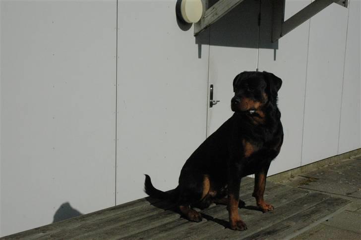 Rottweiler Alfa - Taget på en lille gåtur, han var oppe på en bænk og sidde billede 5